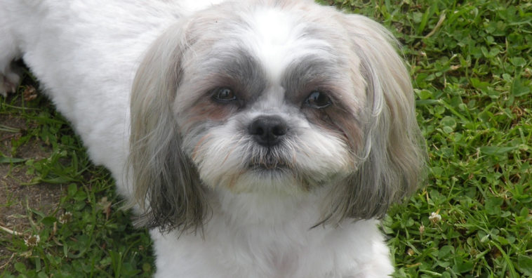 cachorrinha usando dentadura