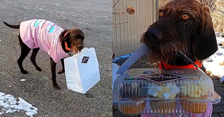 cachorrinha entregadora