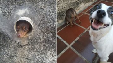 cachorrinha fofoqueira