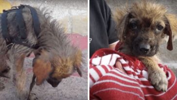 cachorrinho sujo e faminto