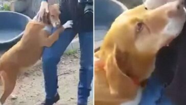cachorro abraça repórter