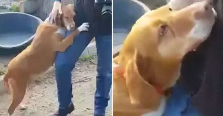 cachorro abraça repórter