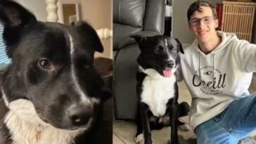 cachorro alertou sobre AVC em jovem