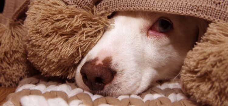 cachorro com medo de fogos quais motivos