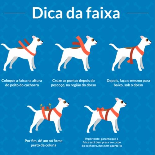cachorro com medo de fogos usar faixa no corpo