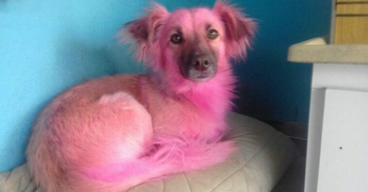 cachorro cor de rosa