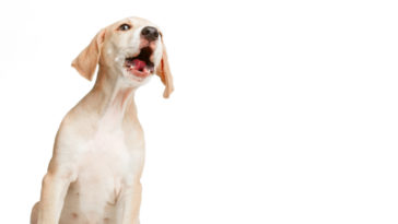 o que fazer quando cachorro late muito