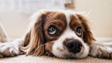 cachorro pode comer ovo