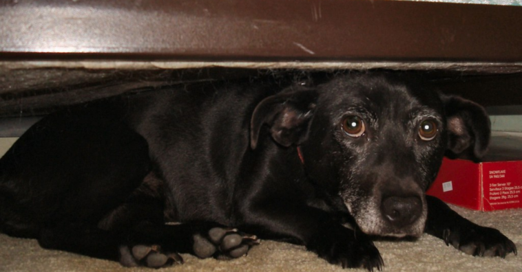 cachorro se esconde embaixo da cama