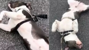 cachorro se finge de morto para o passeio não acabar