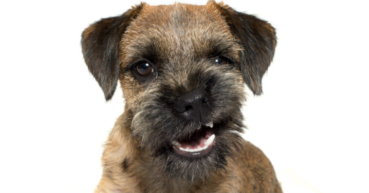 cachorros conseguem sentir pessoas ruins