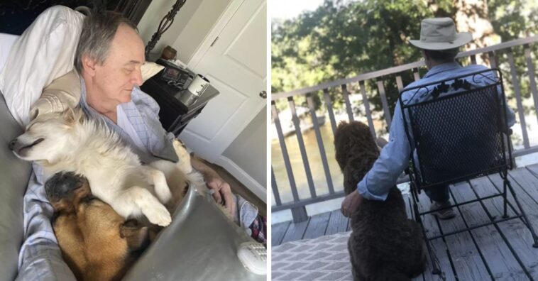 cachorros da vizinhança