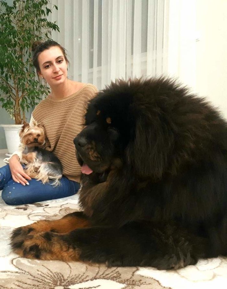 cachorros gigantes