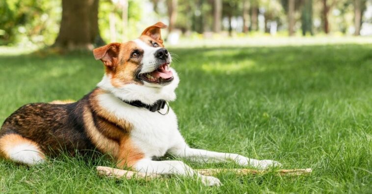 cachorros proibidos de latir