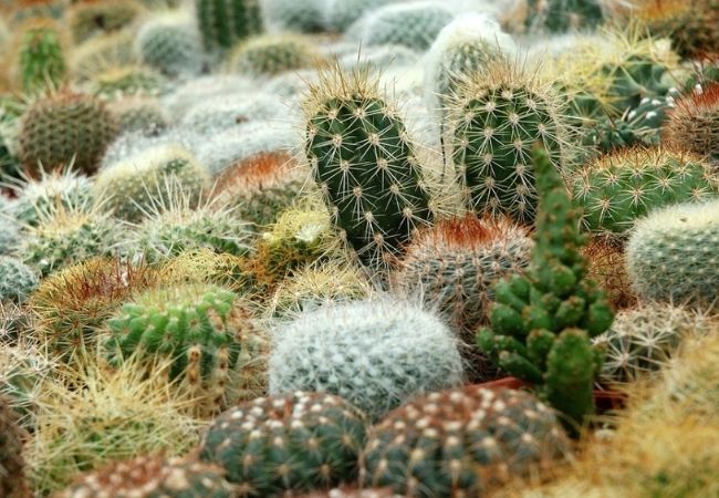 planta mais combina com a sua personalidade