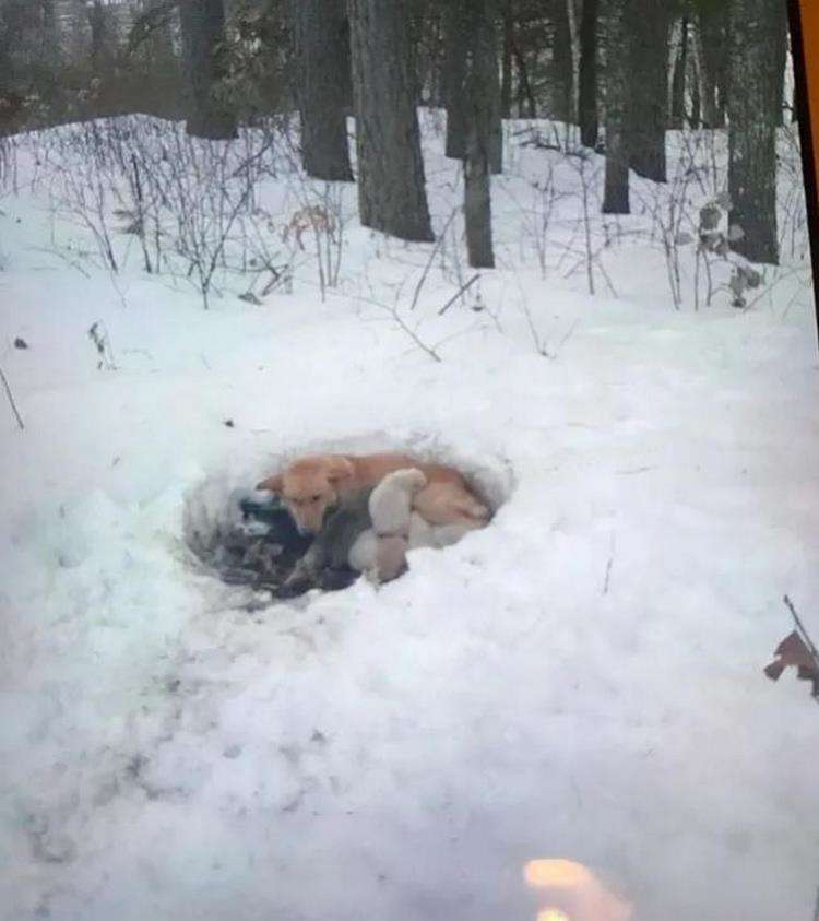 cadela ficou na neve com filhotes 2