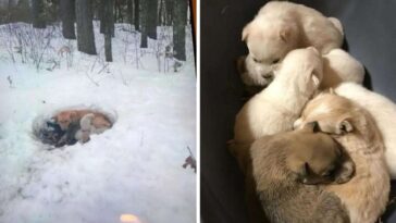 cadela ficou na neve com filhotes