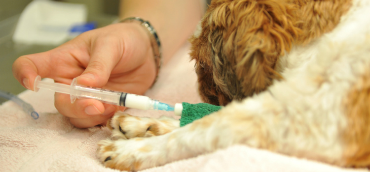 cadela saudável sacrificada