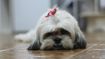 cadela saudavel e sacrificada