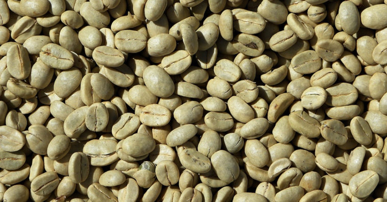 café verde emagrece