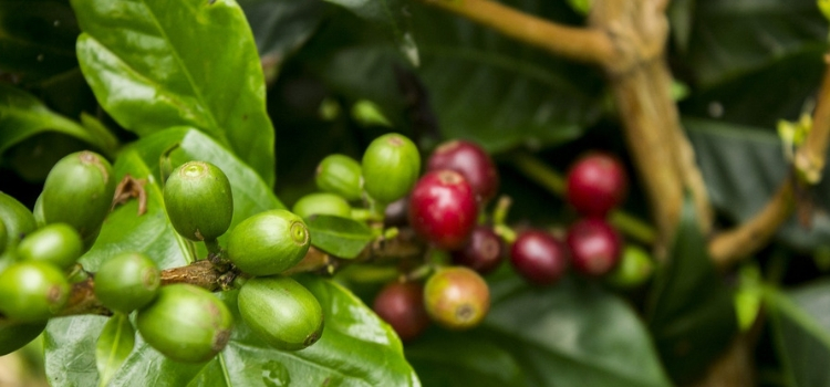café verde emagrece verdade ou mito