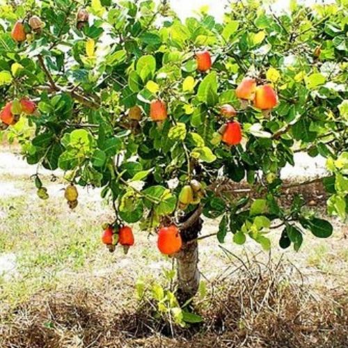 árvores frutíferas em vasos caju