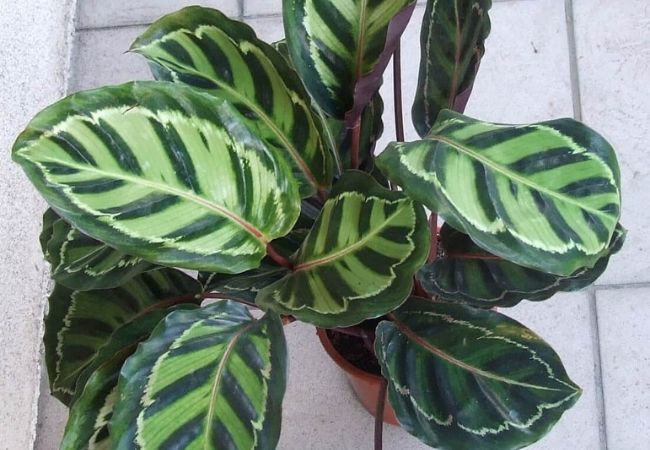 planta calathea