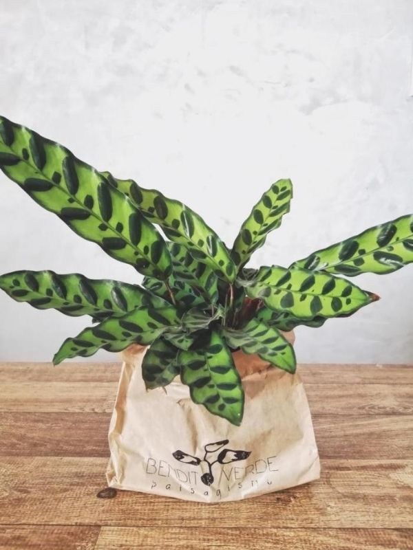 Plantas pet friendly