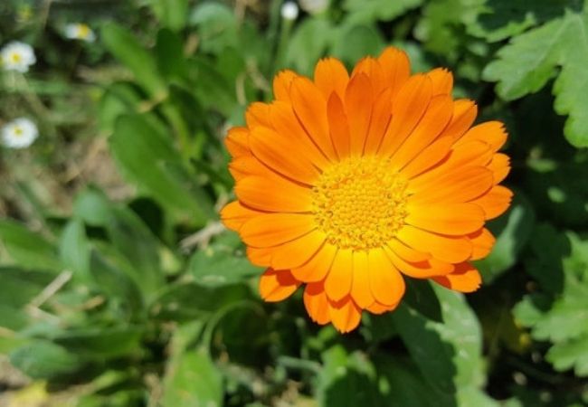 calêndula Plantas que trazem prosperidade para casa