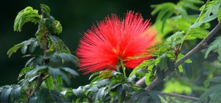 flores para atrair borboletas caliandra