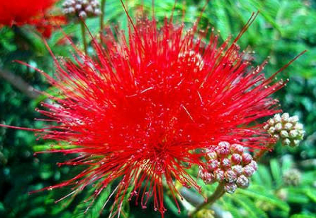 flor brasileira caliandra