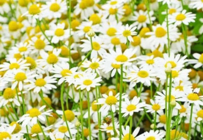 como cuidar de camomila em vaso