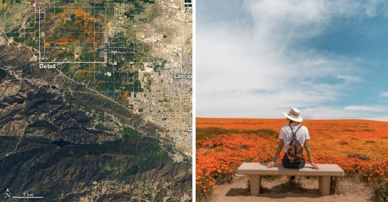 campo de papoulas na califórnia