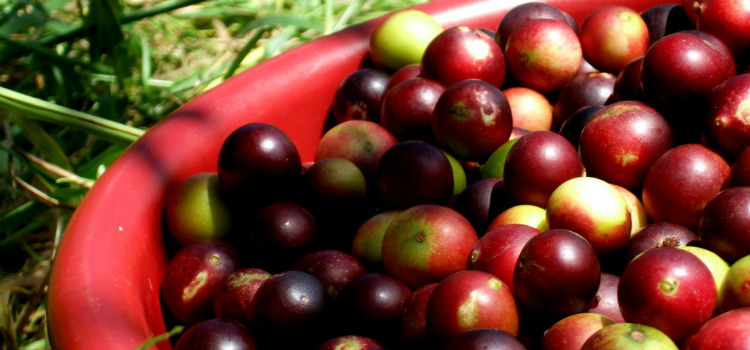 camu camu benefícios