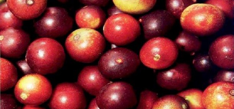 camu camu vitamina C