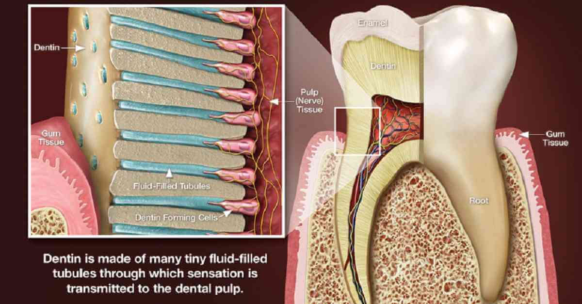 canal da raiz do dente