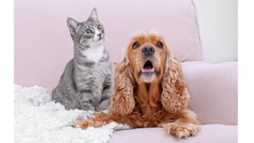 cantinho para pets em apartamento