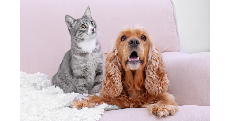 cantinho para pets em apartamento