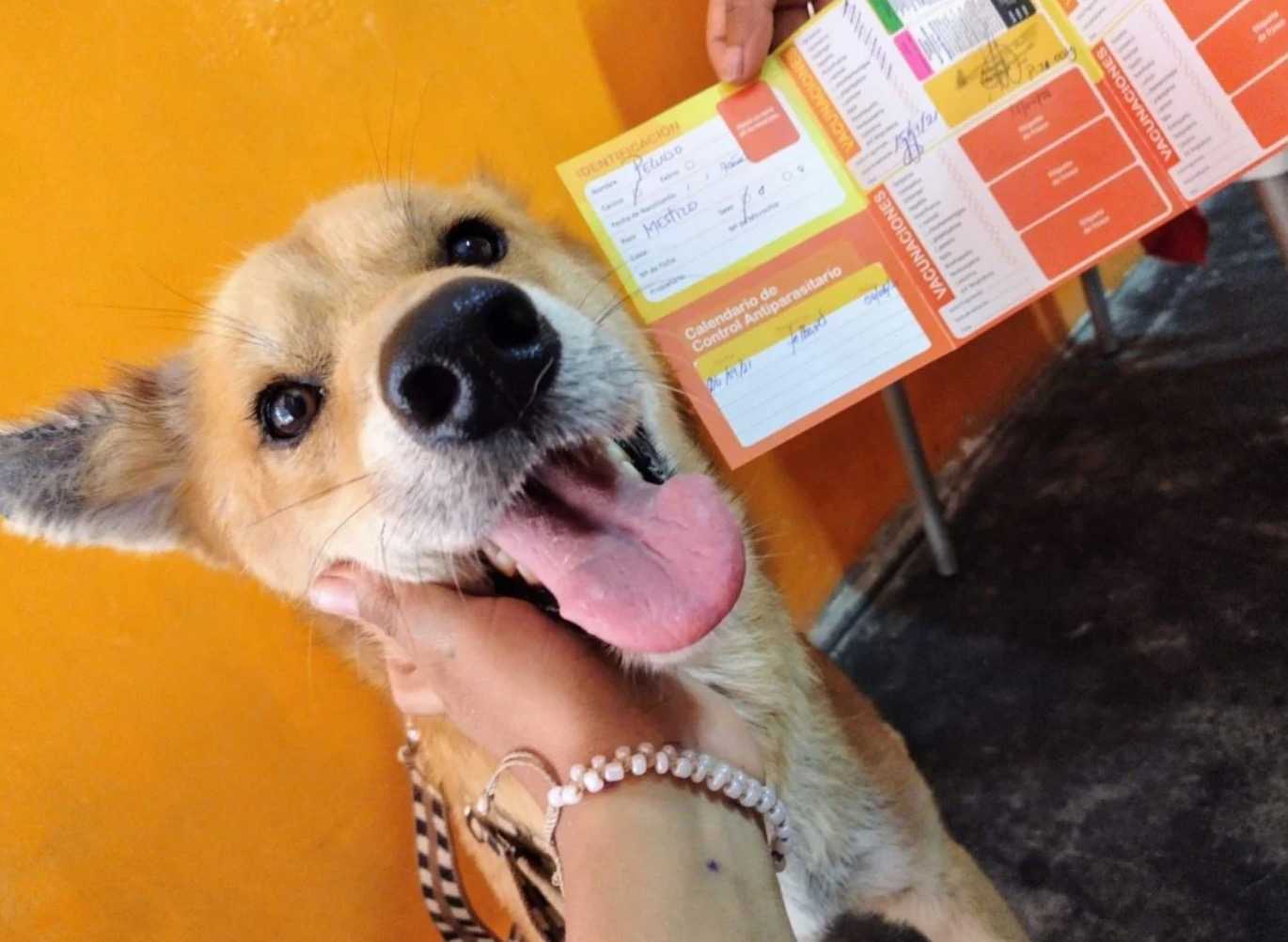 cão de rua