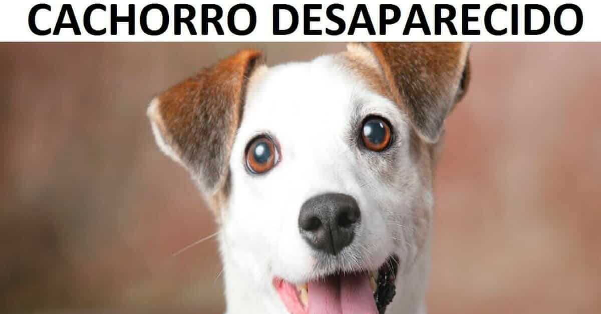 9 falhas que nenhum dono de cachorro deve cometer