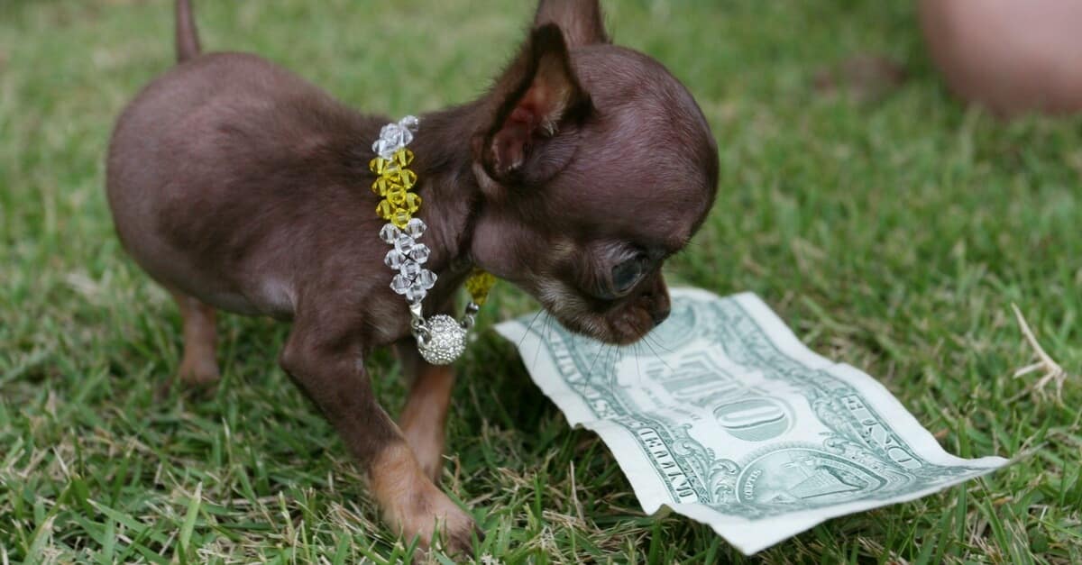 9 falhas que nenhum dono de cachorro deve cometer