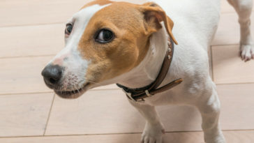 cachorros conseguem identificar pessoas ruins