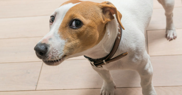 cachorros conseguem identificar pessoas ruins