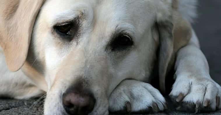 9 falhas que nenhum dono de cachorro deve cometer