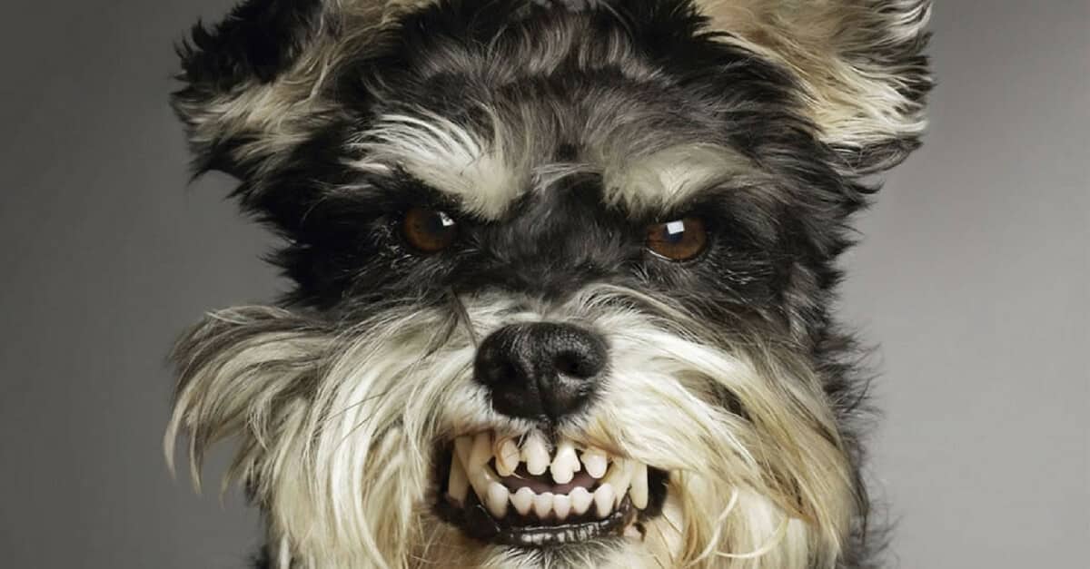 9 falhas que nenhum dono de cachorro deve cometer