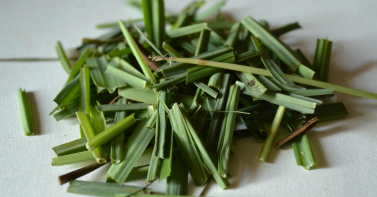 capim santo benefícios