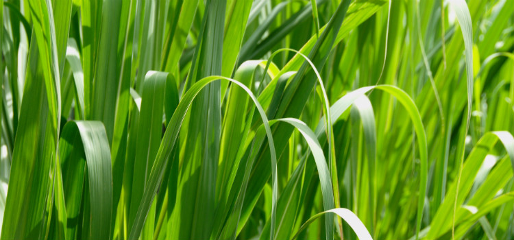 capim santo contraindicações