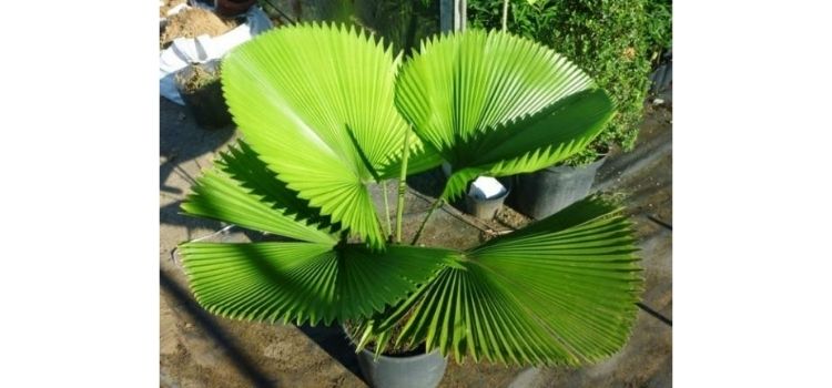 caracteristicas gerais da palmeira-leque