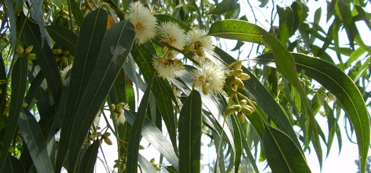caracteristicas folha eucalipto
