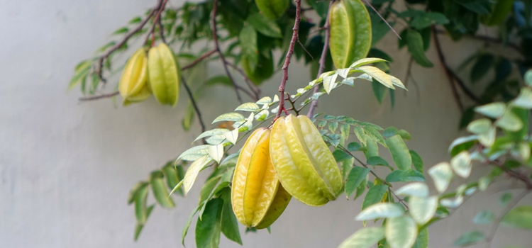 consumir carambola safra de julho